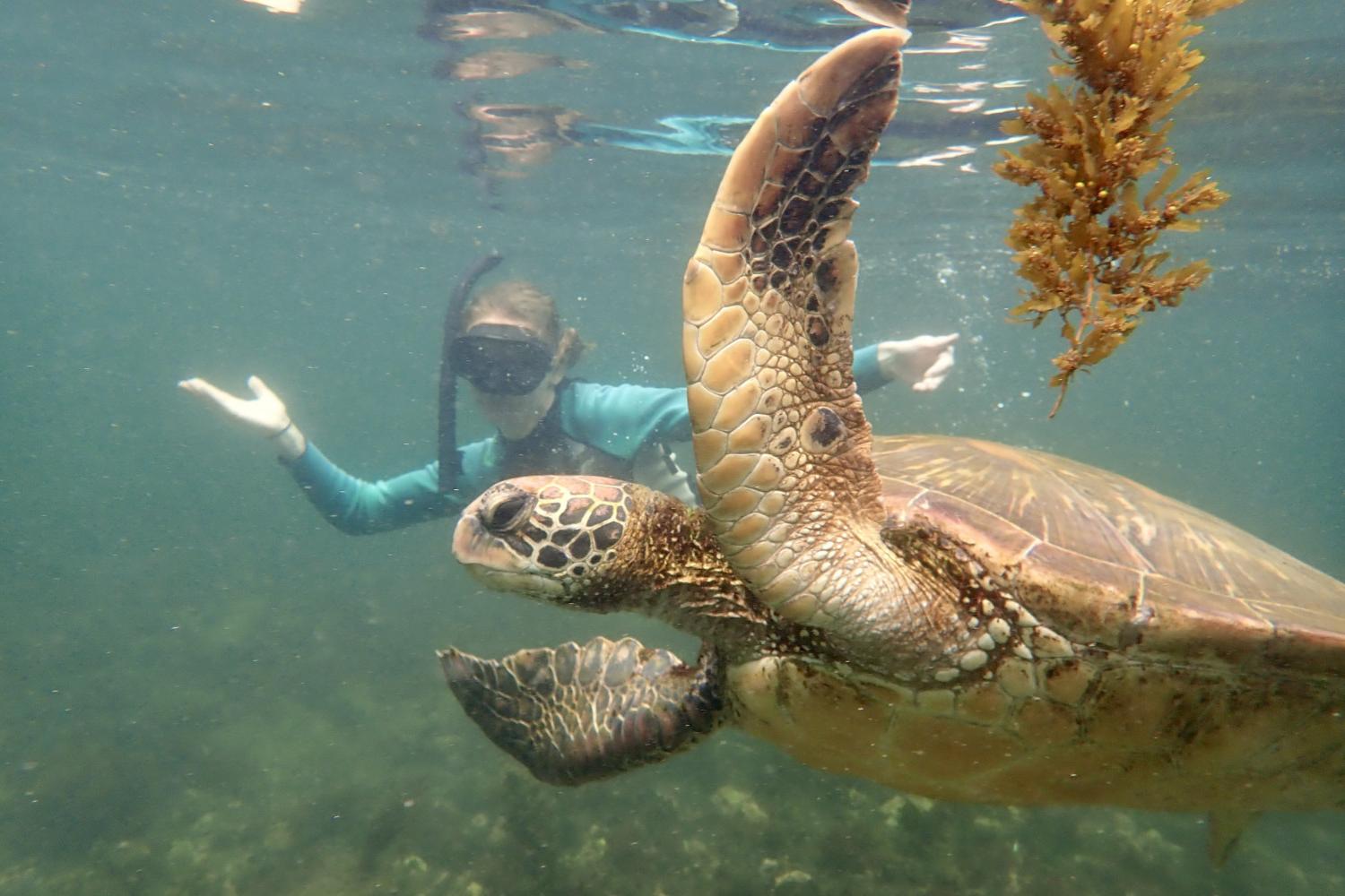 一名<a href='http://help.brainsquad.net'>博彩网址大全</a>学生在Galápagos群岛游学途中与一只巨龟游泳.